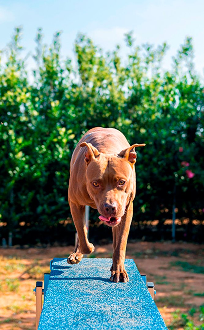 Centro Canino Grupo Unidos